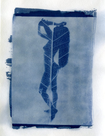 Cyanotype_4